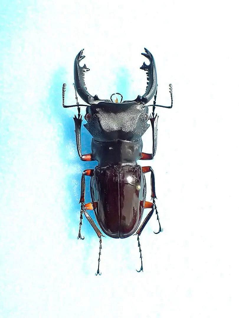 標本】インペリアリスツヤクワガタ パラワン島産 65.7ミリ 野外品