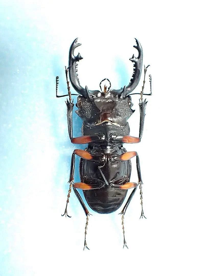 標本】インペリアリスツヤクワガタ パラワン島産 65.7ミリ 野外品