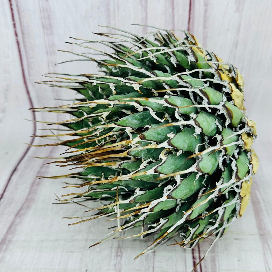 13 アガベ ユタエンシス エボリスピナ