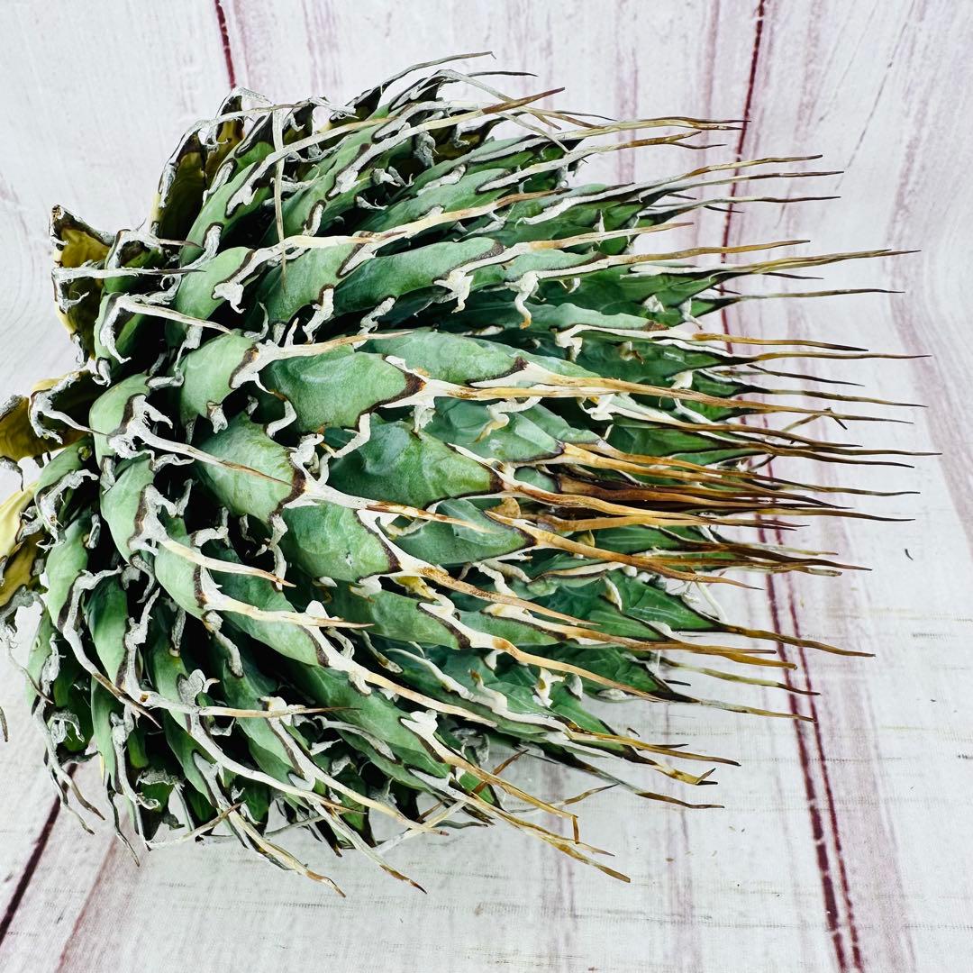 13 アガベ ユタエンシス エボリスピナ