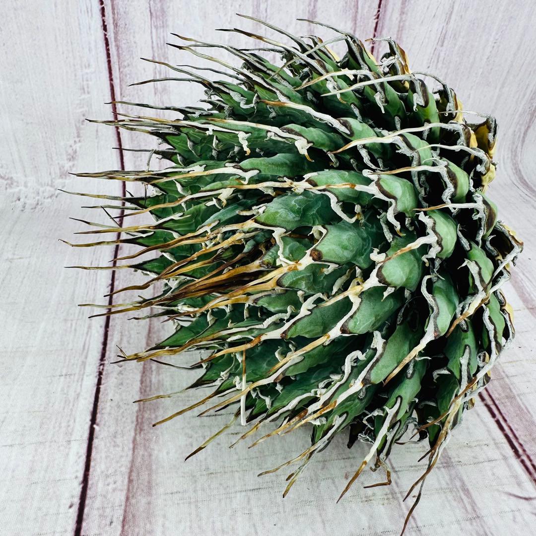 13 アガベ ユタエンシス エボリスピナ