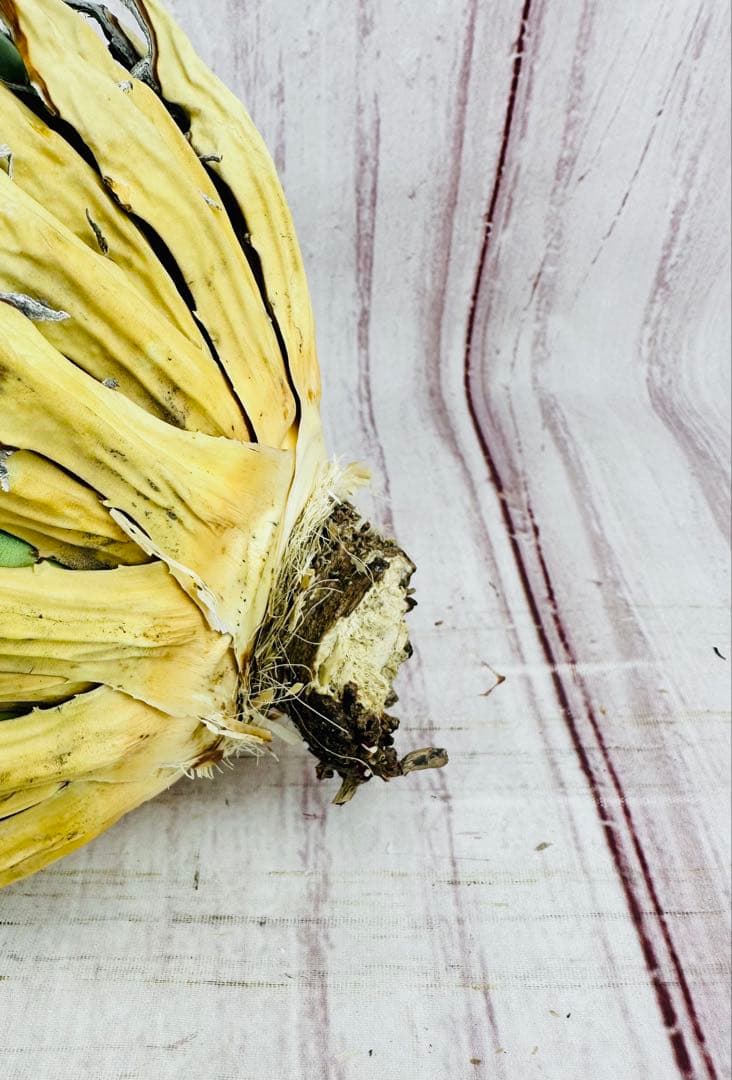 13 アガベ ユタエンシス エボリスピナ