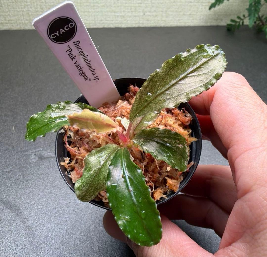 Bucephalandra sp.PinkVariegataピンクバリエガータ - メルカリ