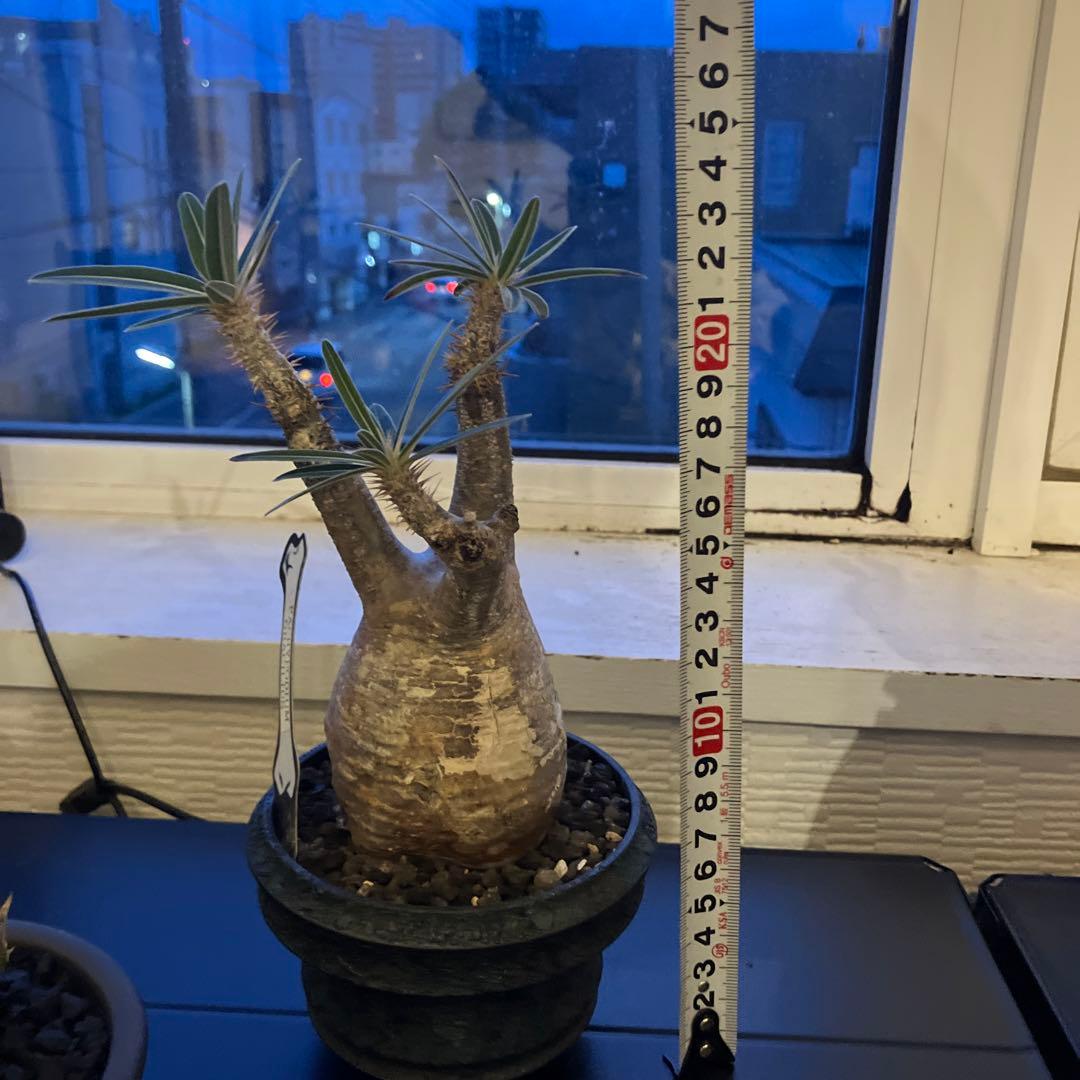 パキポディウムグラキリス鉢付き - メルカリ