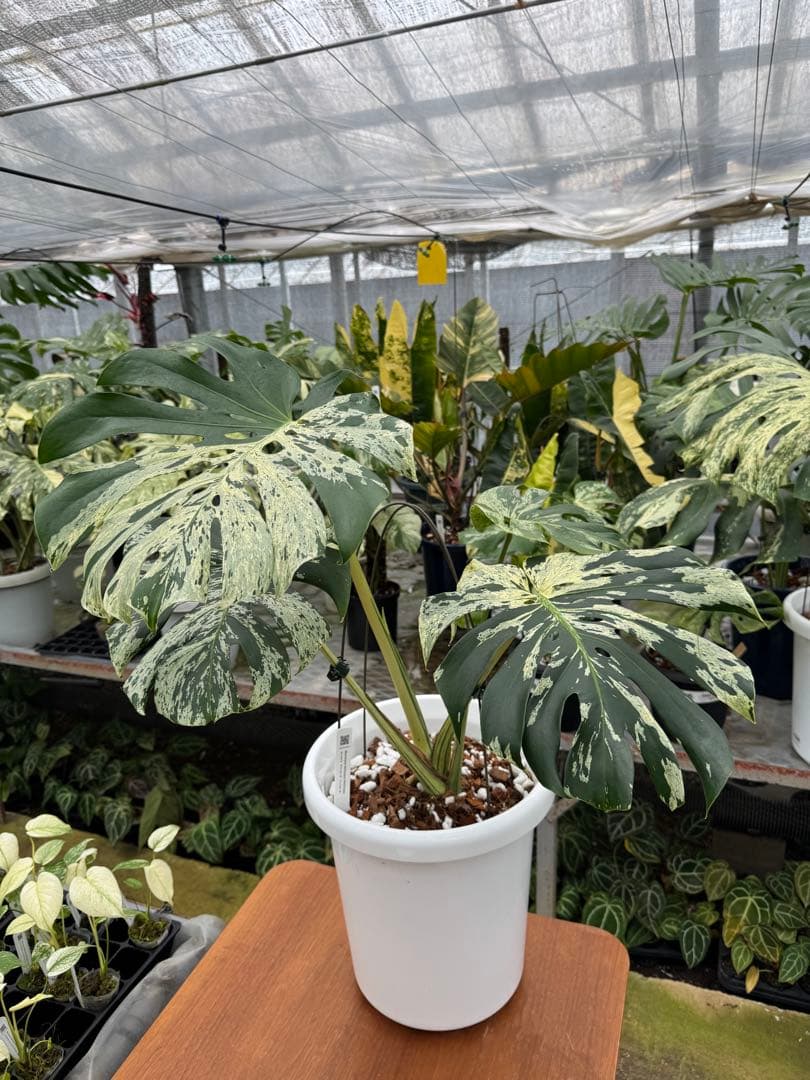 モンステラ デリシオーサ ベトシオーサ - メルカリ