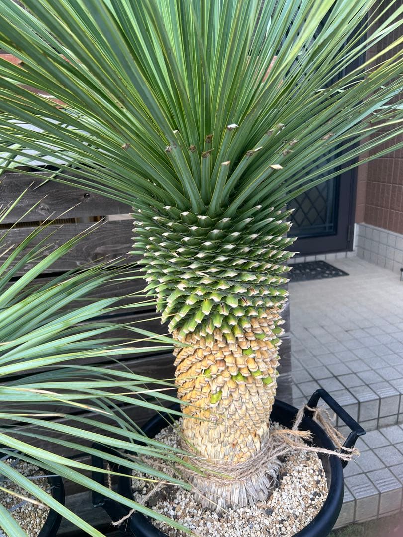 ユッカ ロストラータ幹太　多肉植物