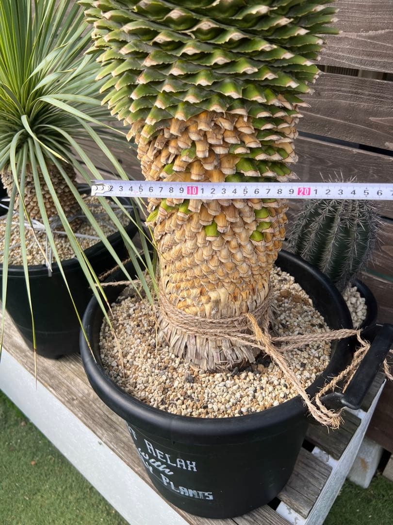 ユッカ ロストラータ幹太　多肉植物