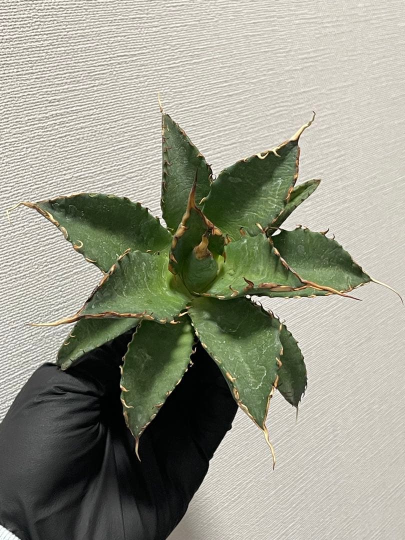 バ*ク様 ジェレミー産 Hidden Agave アガベ エボリスピナ×BB ハ