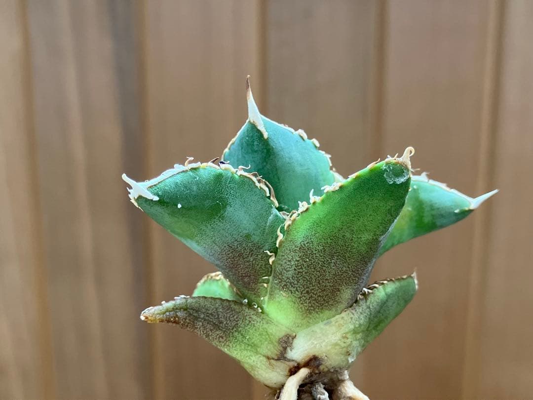 赤*バ様 【初売りオークション】107 根付き　美株　アガベ　白豪刺錦　TC 覆