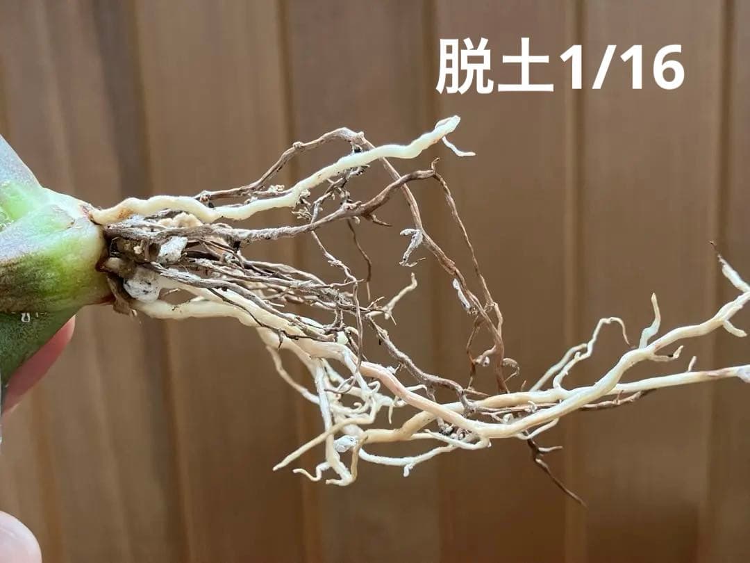 赤*バ様 【初売りオークション】107 根付き　美株　アガベ　白豪刺錦　TC 覆