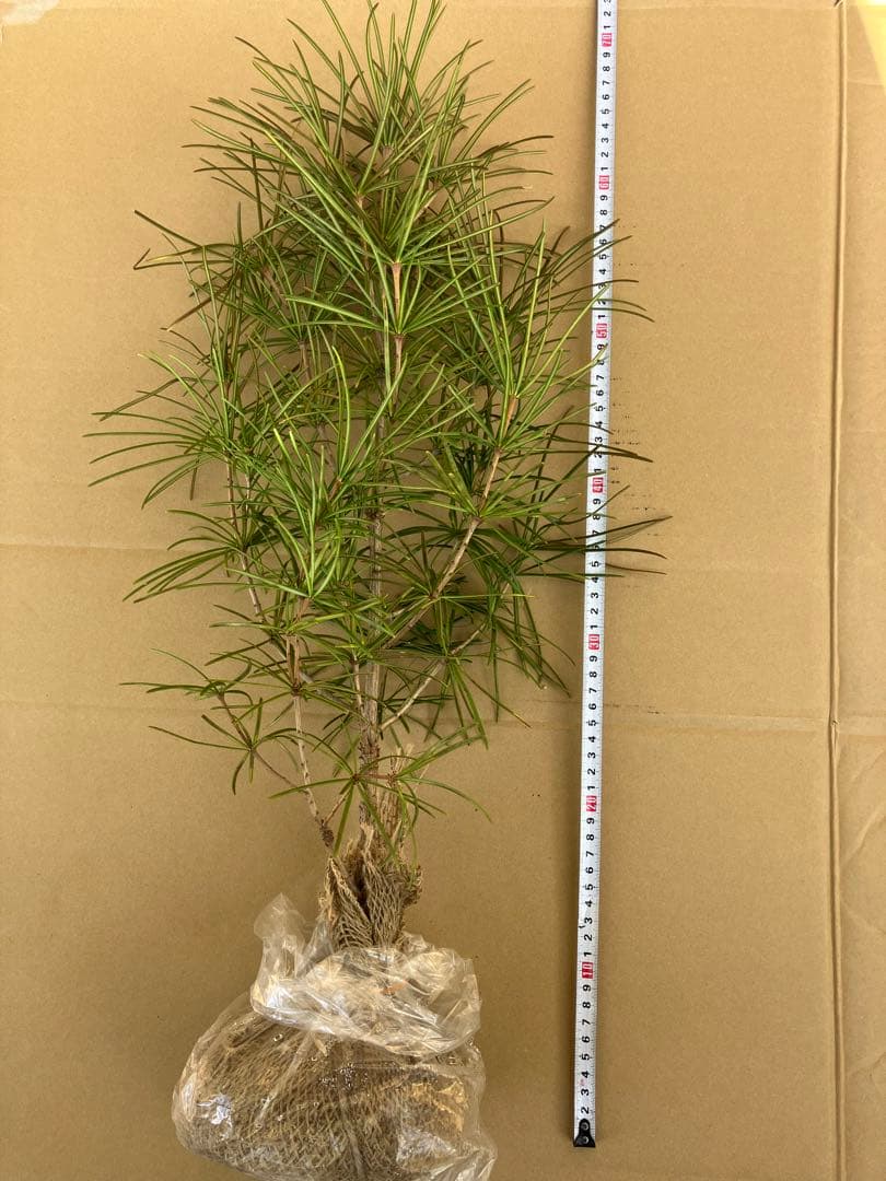 晴　高野槙約60センチ２本