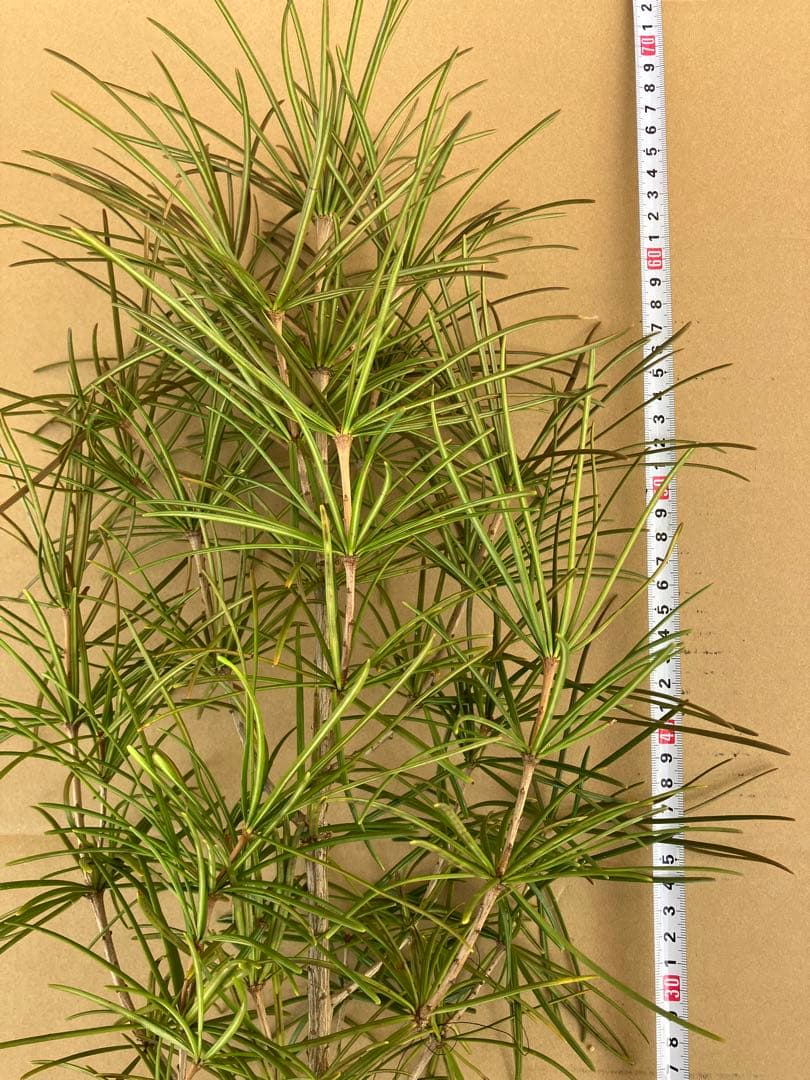 晴　高野槙約60センチ２本