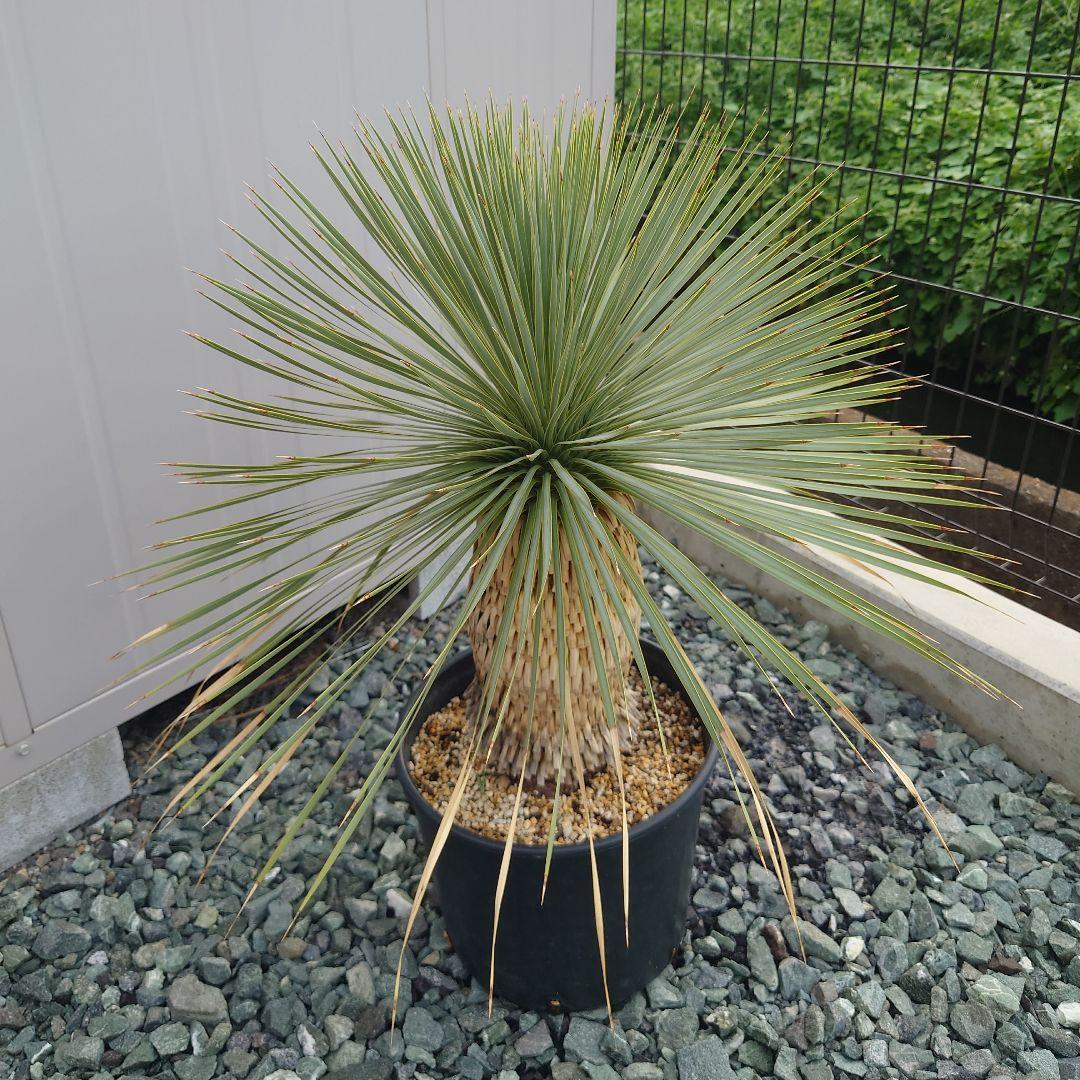 ユッカロストラータ　子株2株付き!