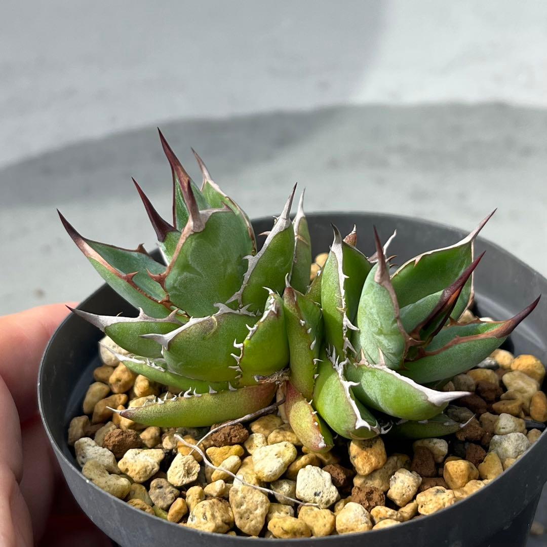 アガベ ホリダ ダブルヘッド 実生選抜 強棘 コンパクト 多頭 2頭