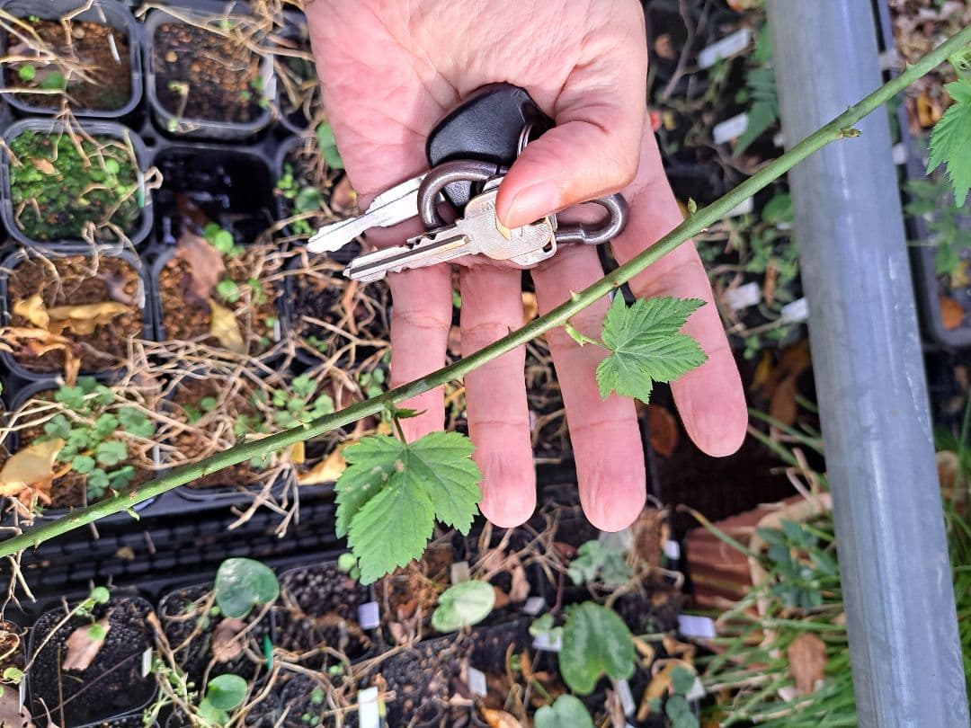山野草 キイチゴ 木苺 ゴショイチゴ 高知県産