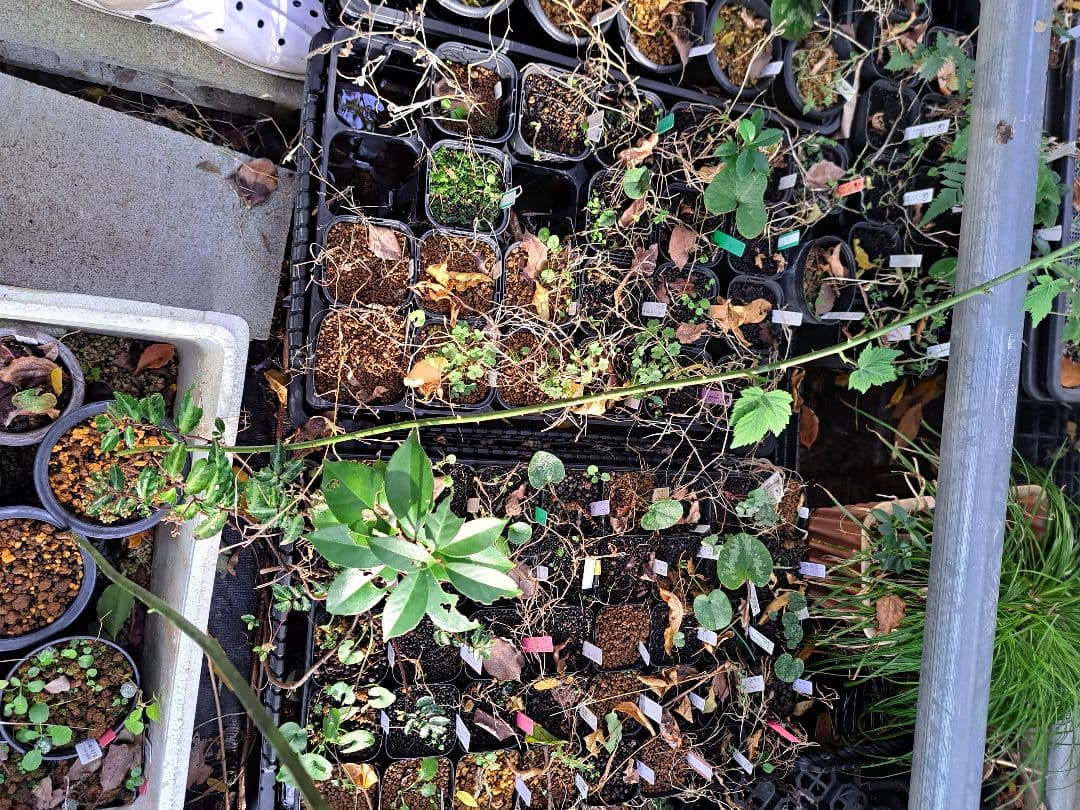 山野草 キイチゴ 木苺 ゴショイチゴ 高知県産