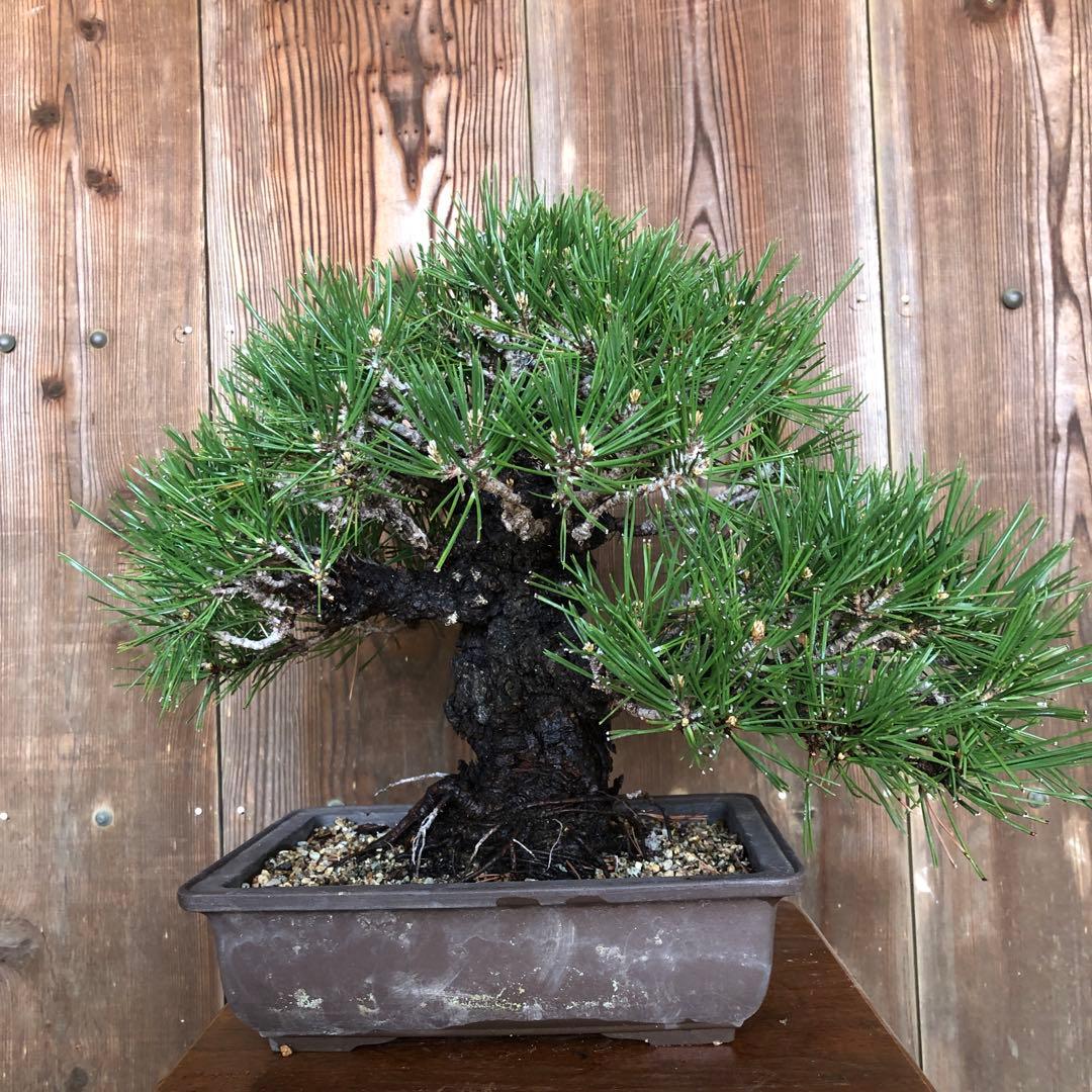 黒松盆栽【岩石性黒松】 - メルカリ