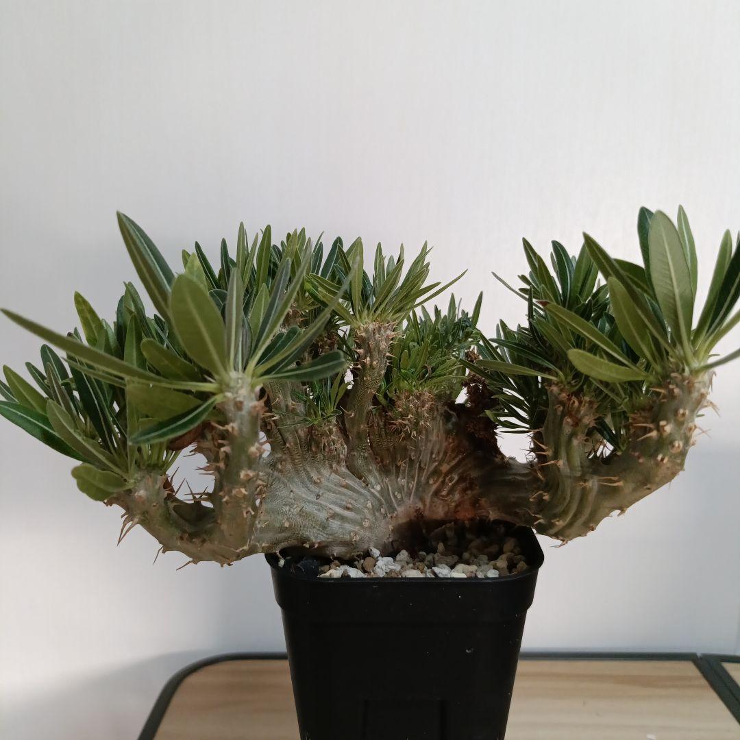 植欲セール！【激レア】綴化　特大　パキポディウム　グラキリス