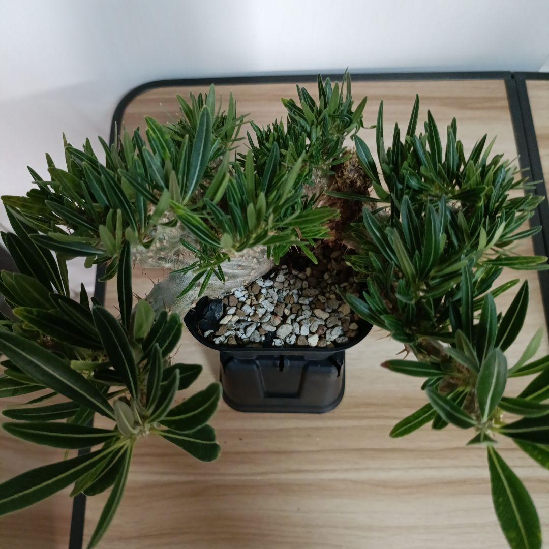 植欲セール！【激レア】綴化　特大　パキポディウム　グラキリス