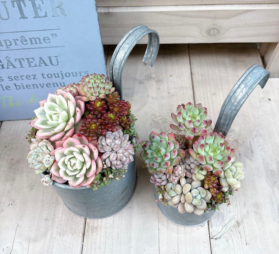 専用ページ　　多肉植物　寄せ植え　ブリキハンギング2 ·͜· ꕤ︎︎