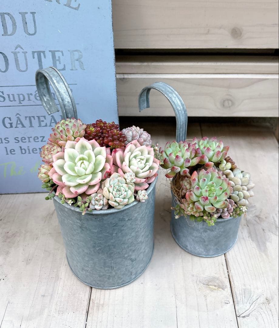 専用ページ　　多肉植物　寄せ植え　ブリキハンギング2 ·͜· ꕤ︎︎
