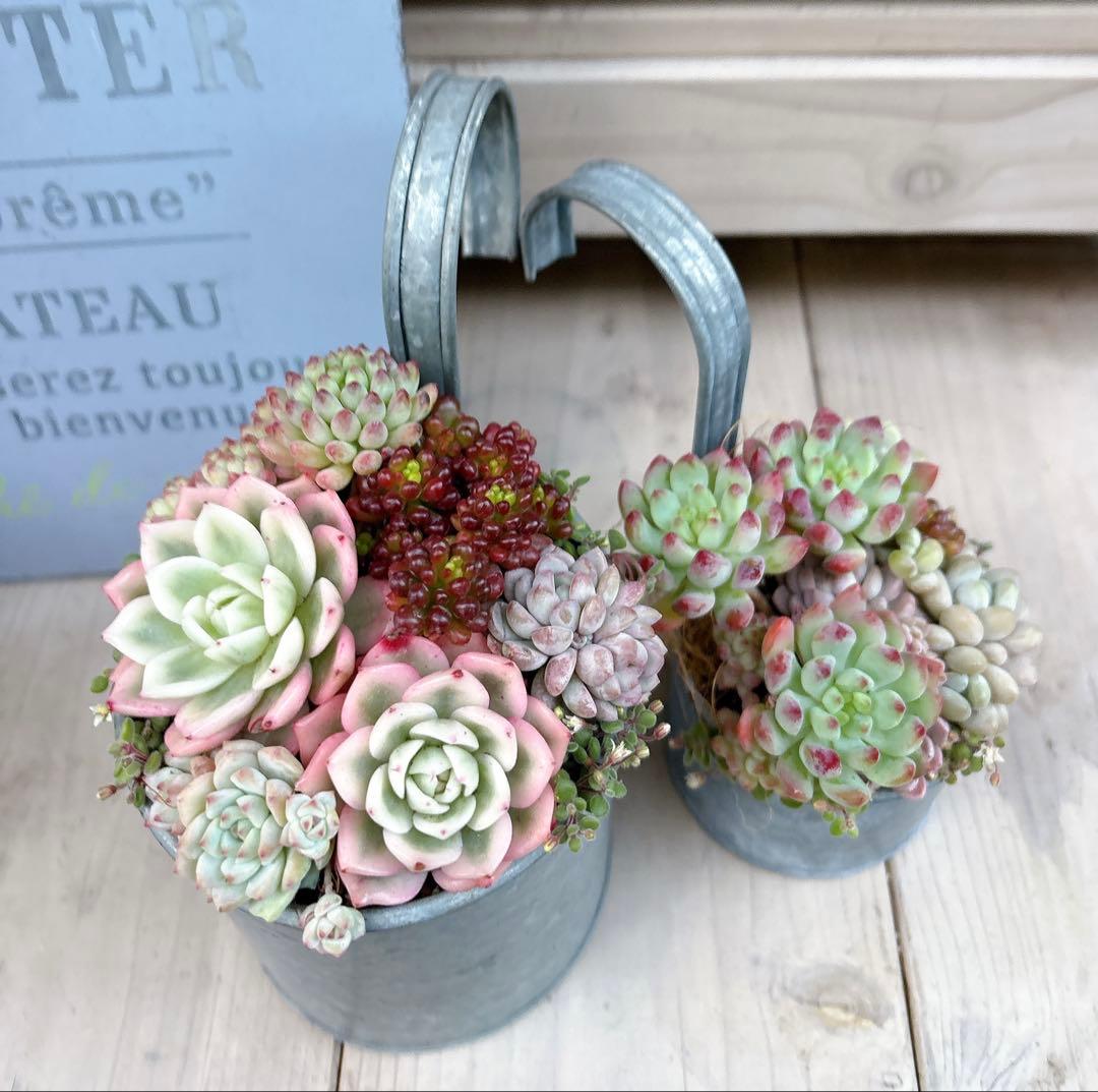 専用ページ　　多肉植物　寄せ植え　ブリキハンギング2 ·͜· ꕤ︎︎