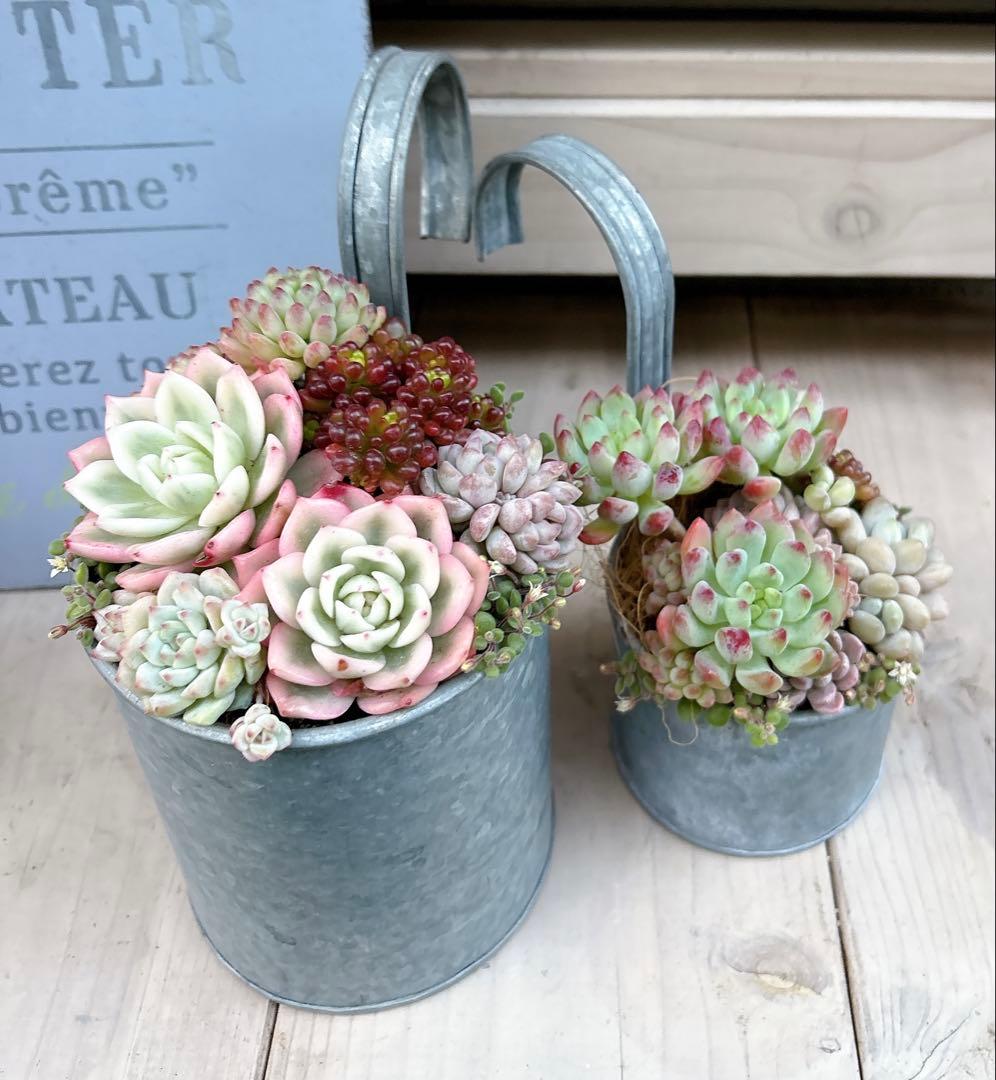 専用ページ　　多肉植物　寄せ植え　ブリキハンギング2 ·͜· ꕤ︎︎