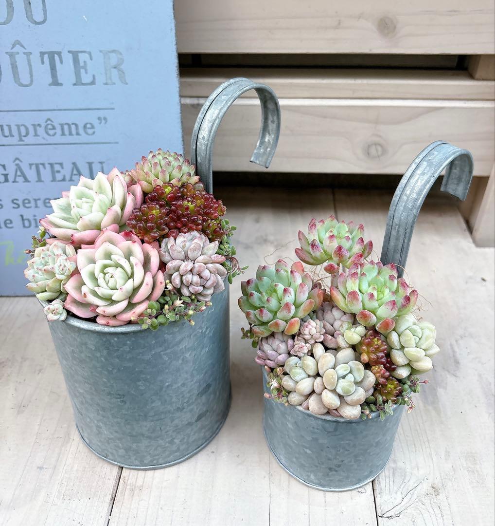専用ページ　　多肉植物　寄せ植え　ブリキハンギング2 ·͜· ꕤ︎︎