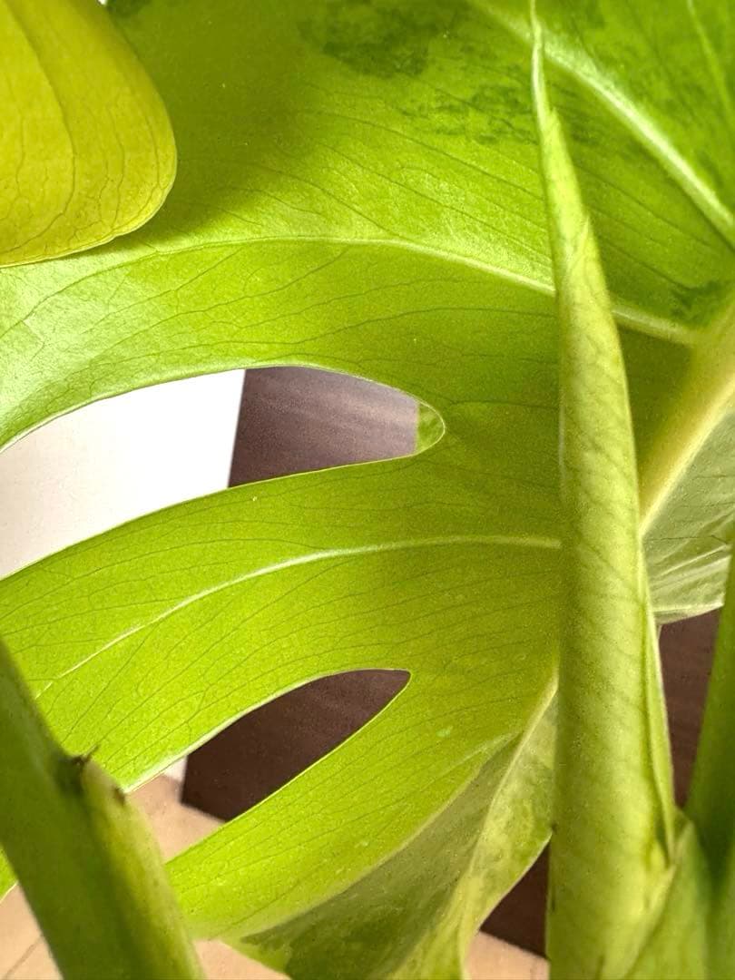 【超希少】モンステラ デリシオーサ イエローマリリン 4葉付き大株　発根済み