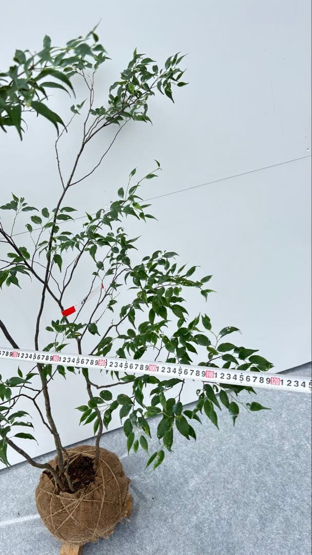 美しい樹形が魅力的 山採り ハイノキ 株立 644 樹高1.5m位 高級樹