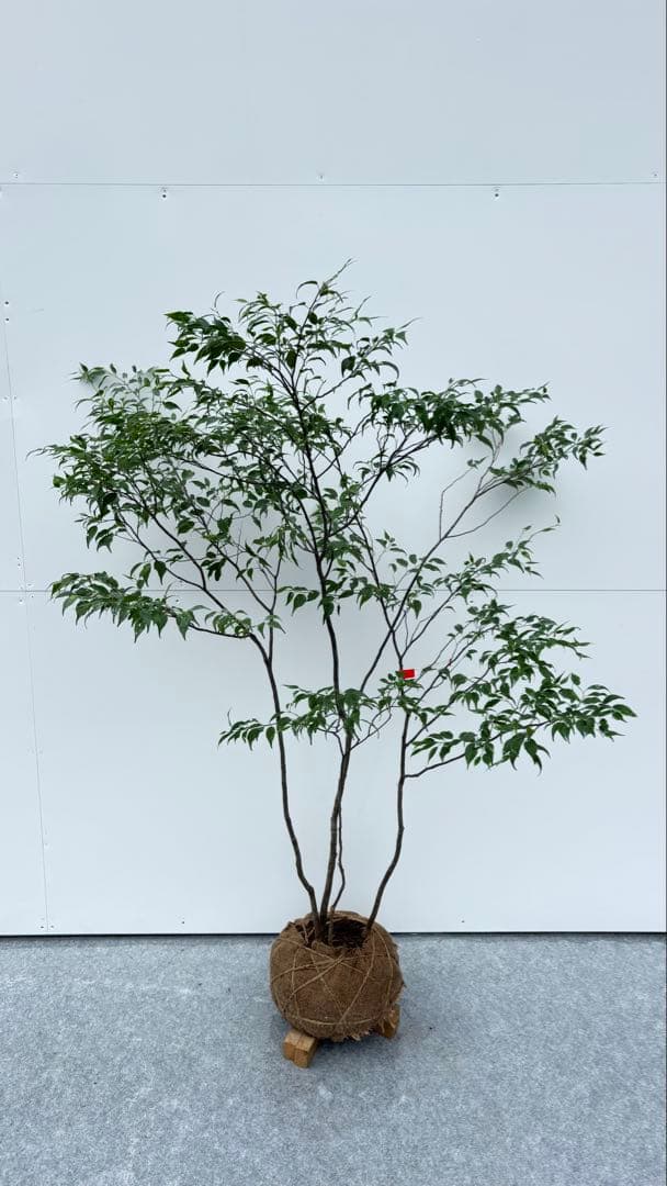 美しい樹形が魅力的 山採り ハイノキ 株立 644 樹高1.5m位 高級樹