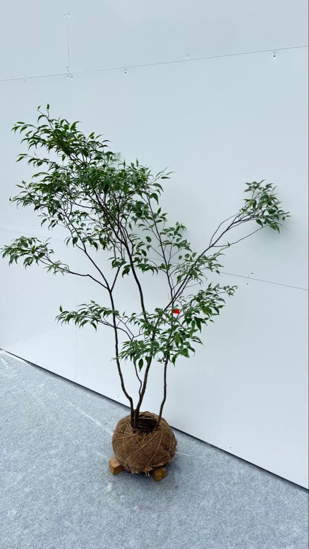 美しい樹形が魅力的 山採り ハイノキ 株立 644 樹高1.5m位 高級樹