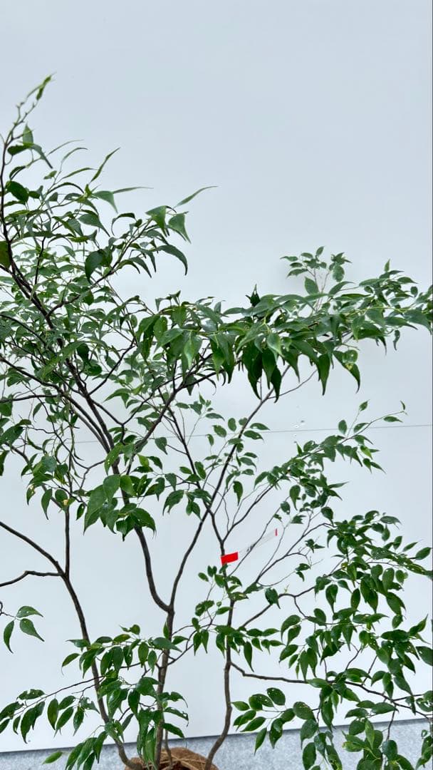 美しい樹形が魅力的 山採り ハイノキ 株立 644 樹高1.5m位 高級樹