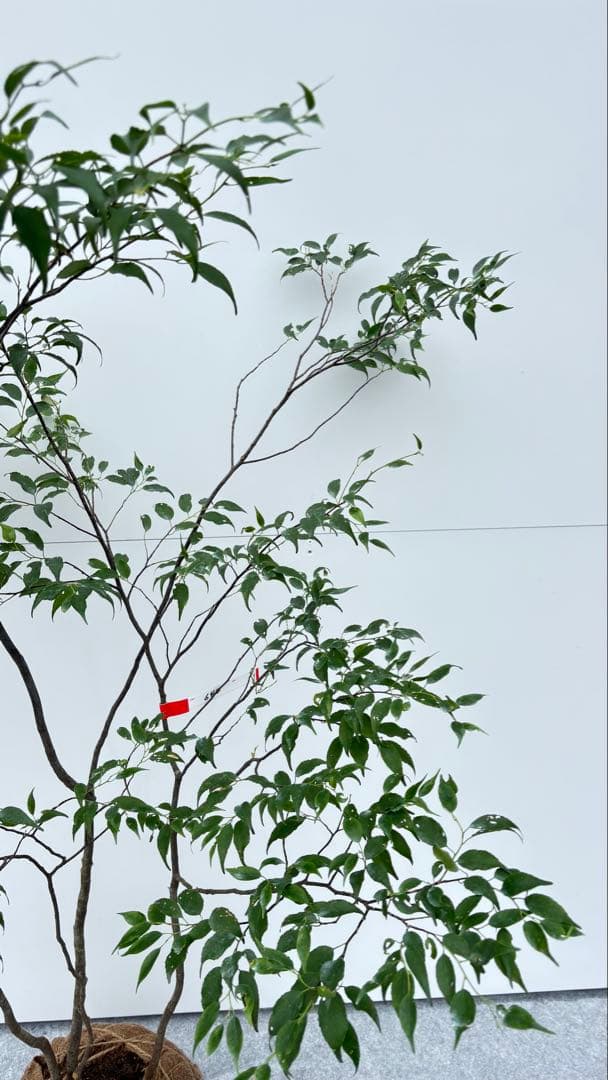 美しい樹形が魅力的 山採り ハイノキ 株立 644 樹高1.5m位 高級樹