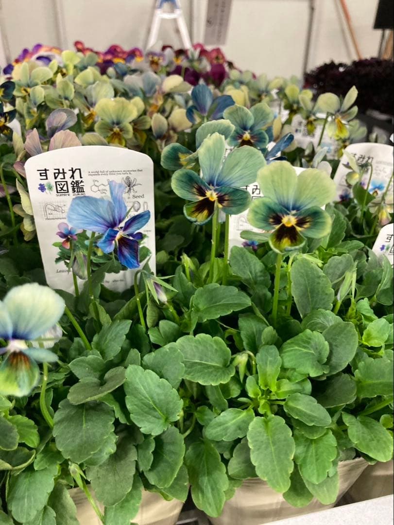 あ*き様 すみれ図鑑　ビオラ　Ｂ2