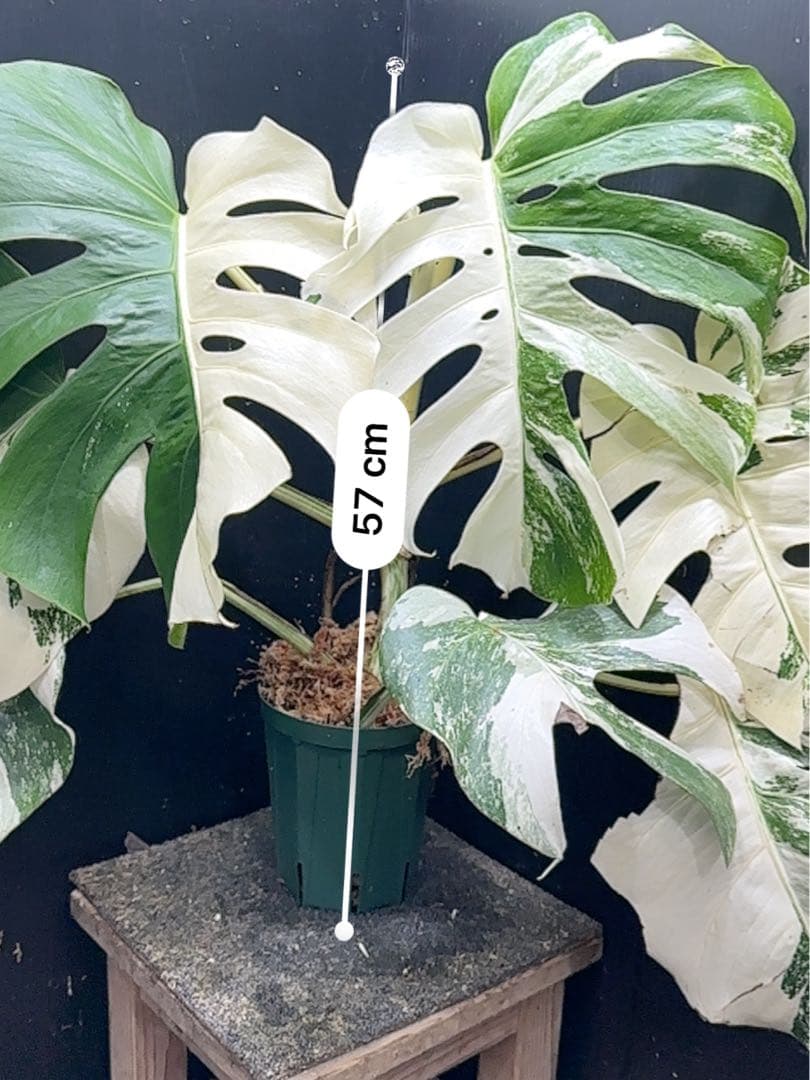 斑入りモンステラ ホワイトタイガー極美大株57cm白斑多 - メルカリ