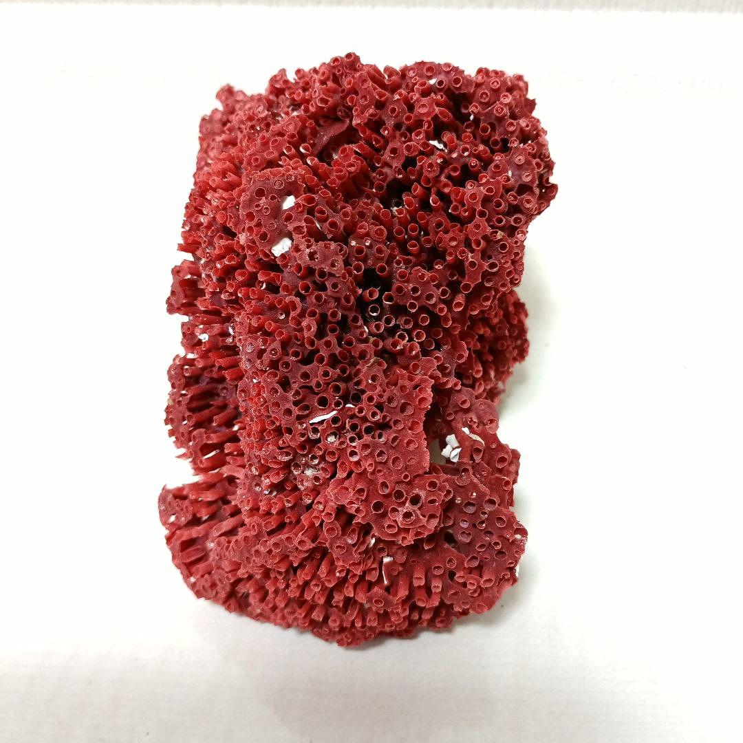 サンゴ 置物 珊瑚 サンゴ礁 パイプオルガン珊瑚 魚用品 オブジェ spl03