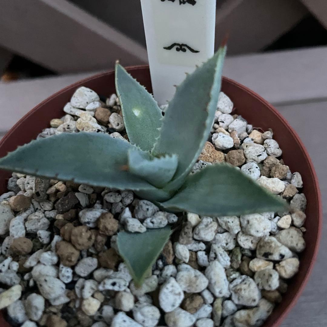 アガベ 値下げ‼️台湾株 超レア 姫蠍蟹 子株 - メルカリ