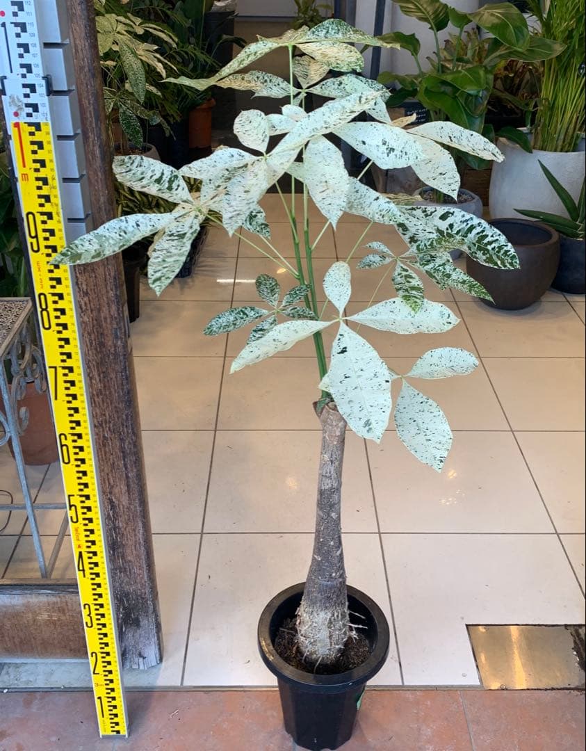 パキラ ミルキーウェイ 7号 1 幹高め