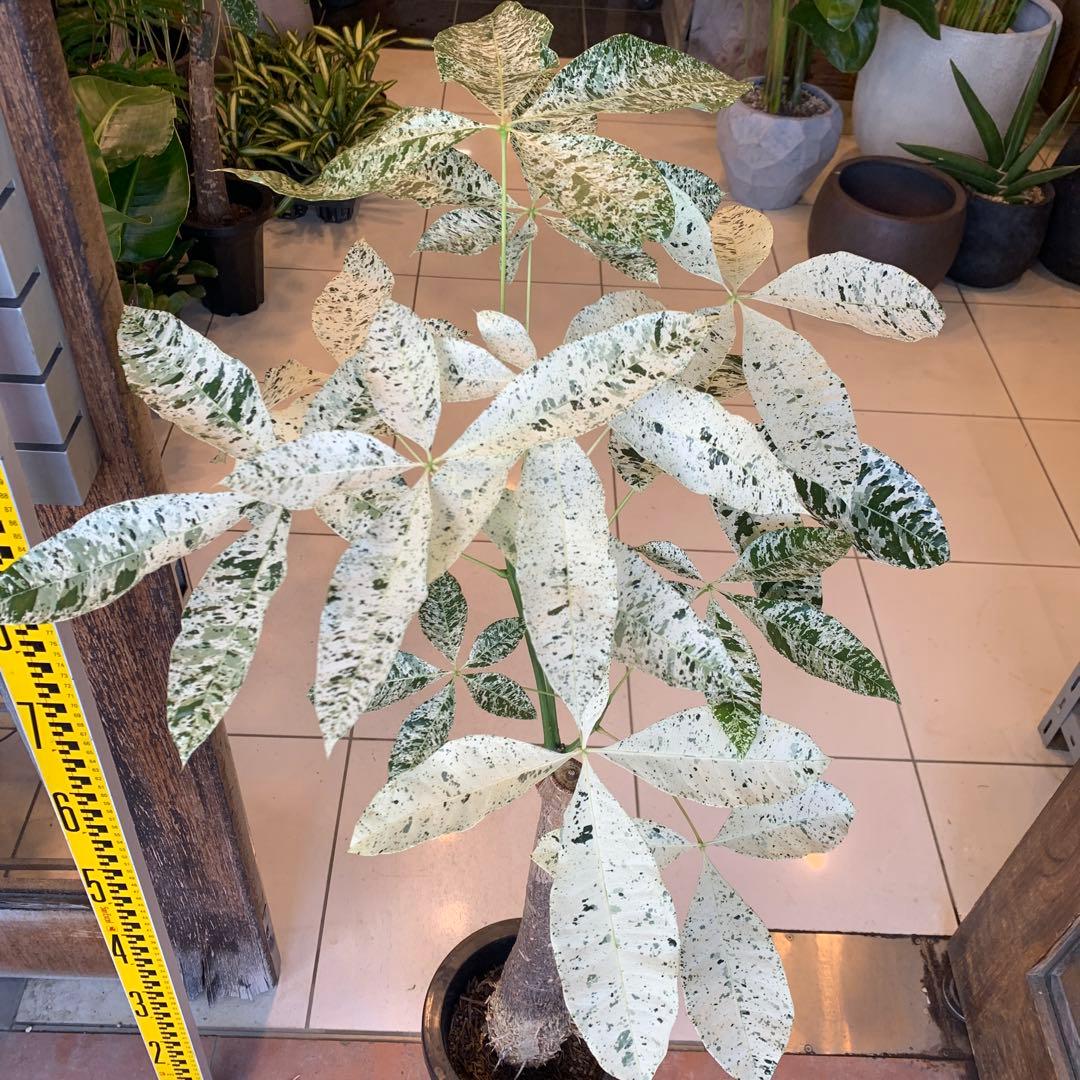 パキラ ミルキーウェイ 7号 1 幹高め