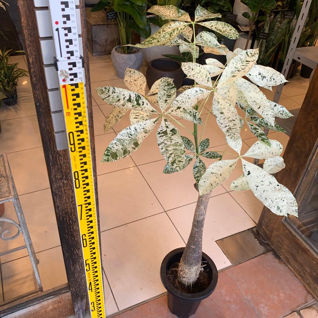 パキラ ミルキーウェイ 7号 1 幹高め