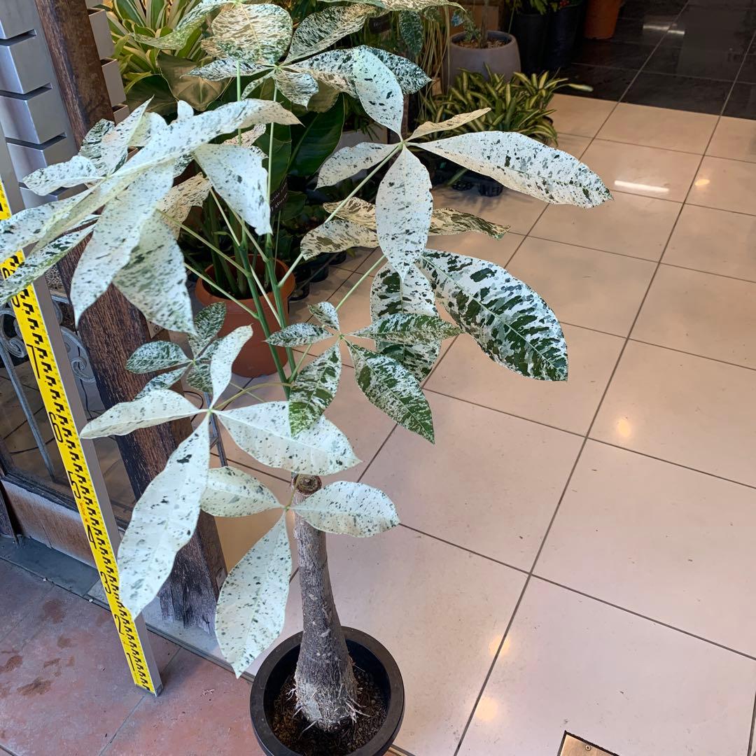 パキラ ミルキーウェイ 7号 1 幹高め