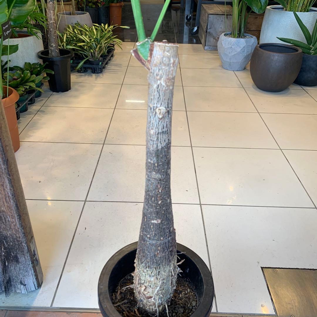 パキラ ミルキーウェイ 7号 1 幹高め