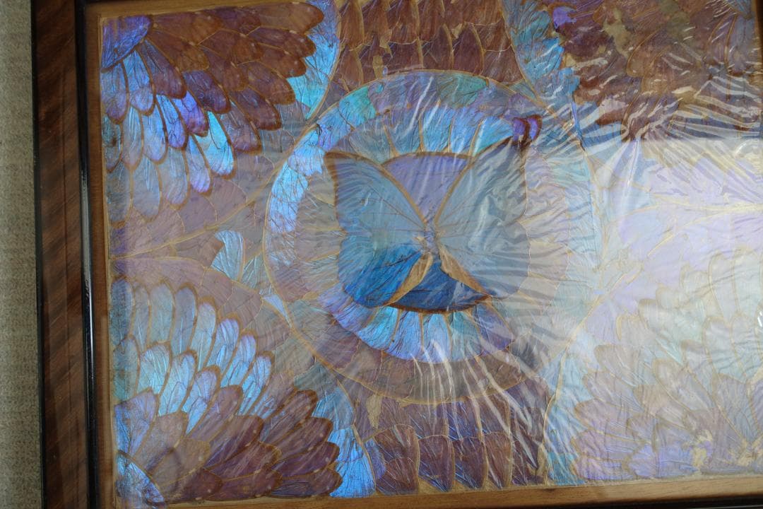 244　蝶羽画　希少 レア 羽根細工 モルフォ蝶 羽アートパネル