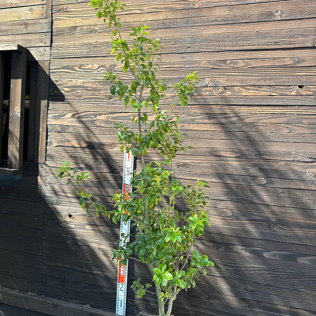 ソヨゴ/大株【現品発送】管理70706