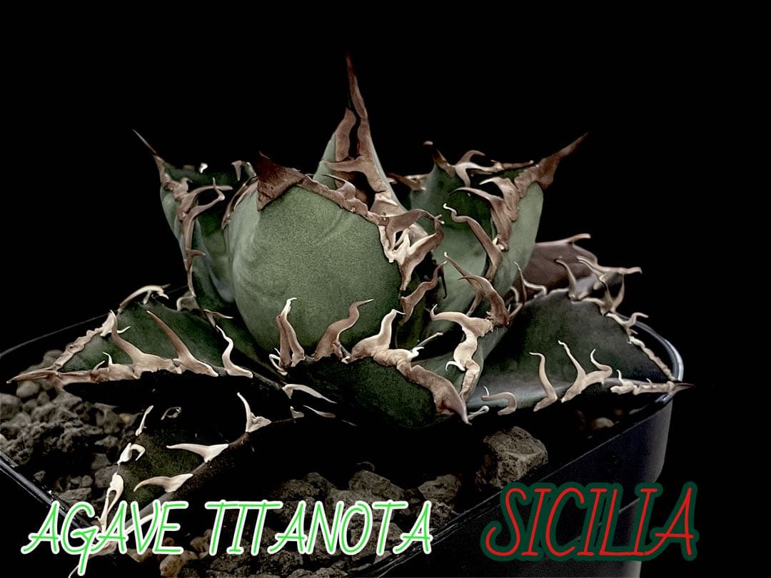 レア特価【CG産】アガベ チタノタ シチリア スパチタ カクタスグリーン