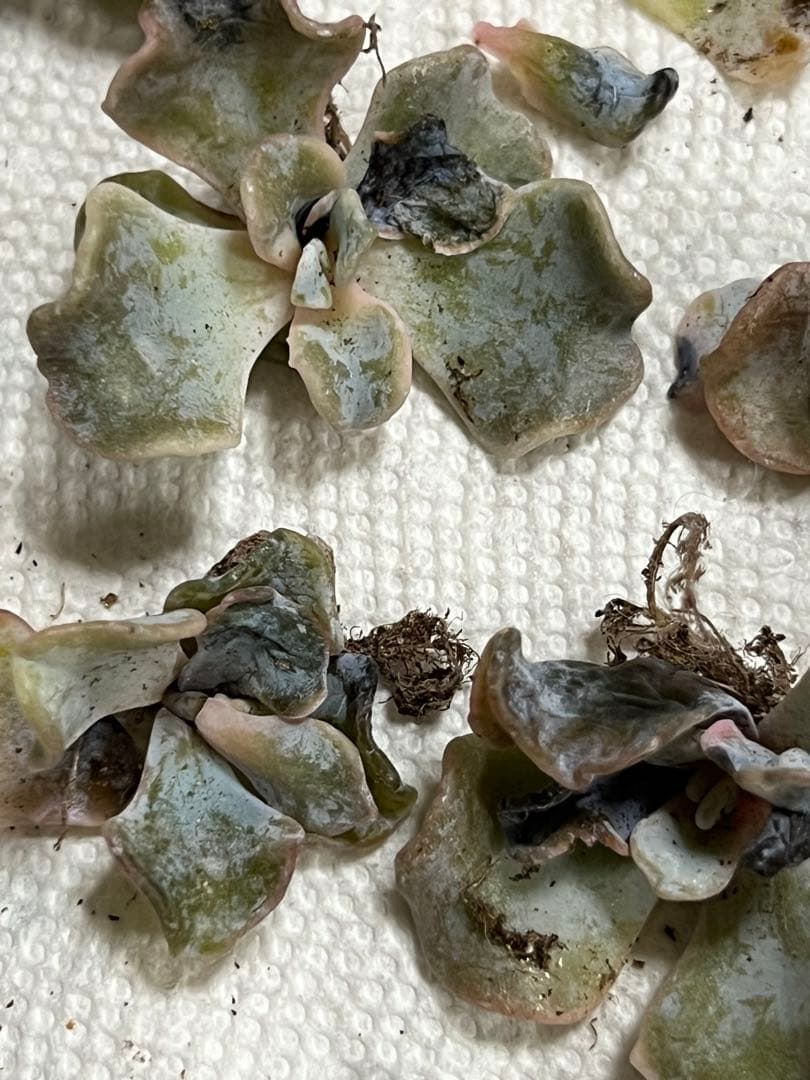 多肉植物 確認用