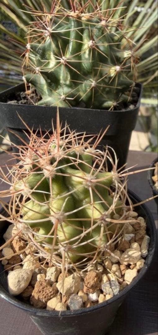 フェロカクタス斑入り2種セット◇ドライガーデン錦アガベ 実生アロエ