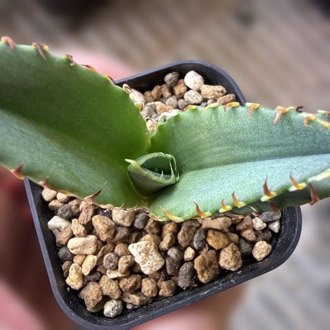 55 アガベ 青葉 オテロイ実生 選抜 チタノタ オアハカ ブルー - メルカリ