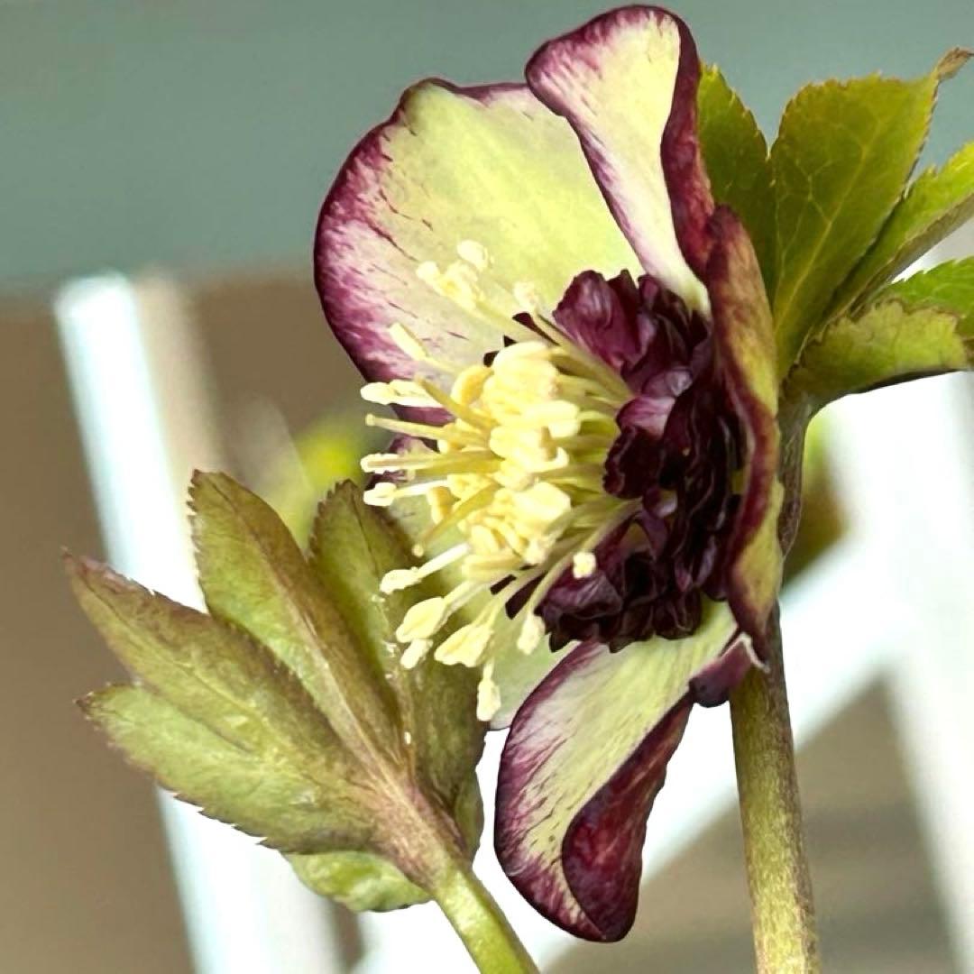 【加藤農園】クリスマスローズ　小輪sd グリーンバイカラー　《2/17》